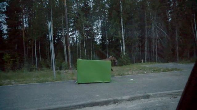 Медведь на трассе Ханты-Мансийск - Горноправдинск 2 смотреть онлайн