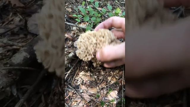 Sparassis crispa смотреть онлайн