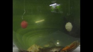 СУПЕР КИТАЙСКАЯ НАСАДКА НА КАРАСЯ ПРОТИВ НАСАДКИ НАШИХ ДЕДОВ. Активатор клева. Тесто на карася.