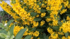 Отпуск на даче