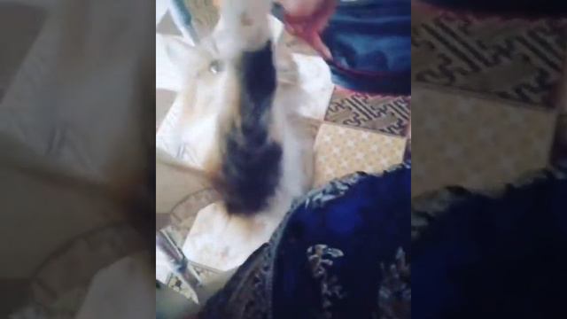 Кошка Евка просит вкусняшку смотреть онлайн
