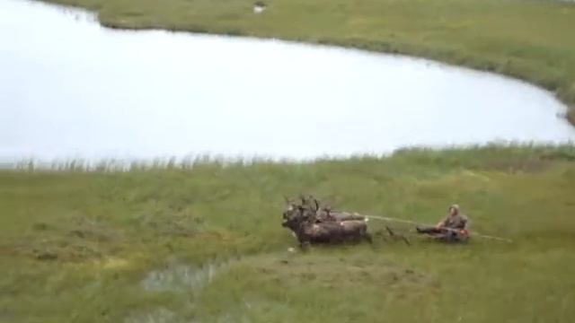 на оленях смотреть онлайн