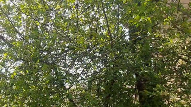 Разговоры.Дочь сделала мне ногти и педикюр.Закупка продуктов. смотреть онлайн