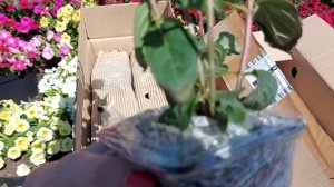 Получила гортензии из питомника Анабель