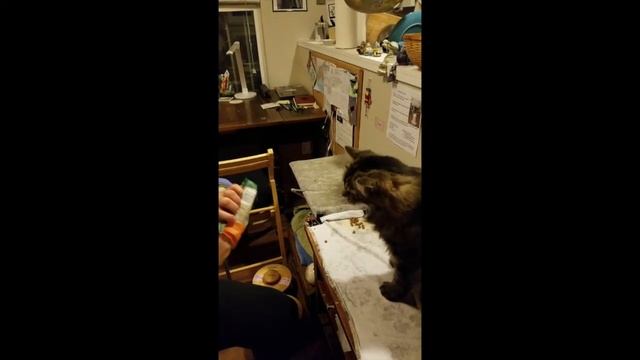 How to use the pill popper to "pill" a cat (Sass and Pill Adventures) смотреть онлайн