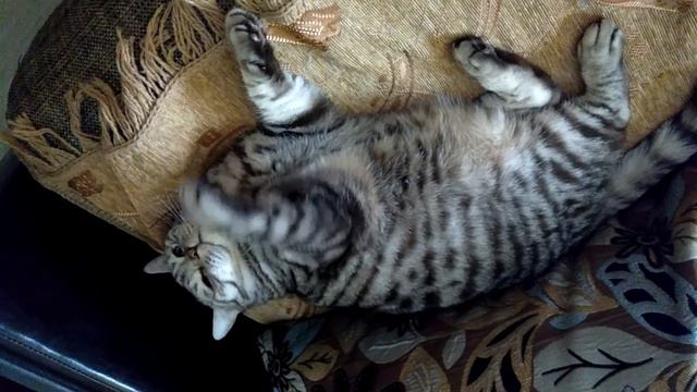 Съел 5 Куличей и 10 Яиц больше немогу смотреть онлайн