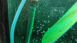 Первое кормление малька Скалярии, 6 день