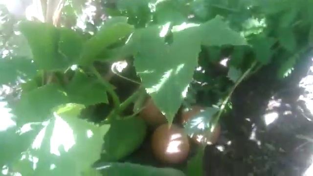 Куры несут яйца, в цветы, смотреть онлайн