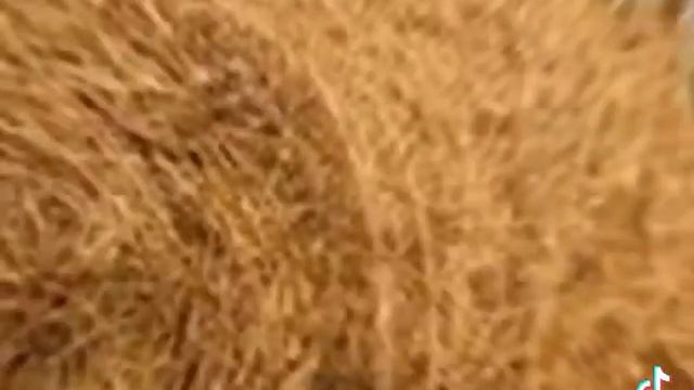 История про жизнь лошади смотреть онлайн
