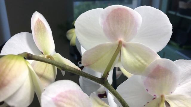 ШИКАРНЫЙ БИГ ЛИП.ОРХИДЕЯ «Reyoung Prince» Обзор.