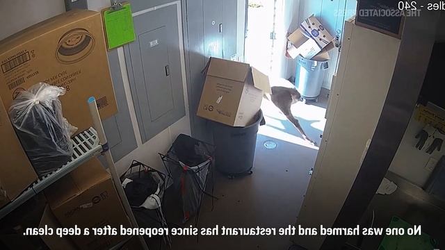 Олень ворвался в ресторан! смотреть онлайн