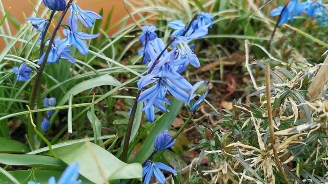 Scilla Siberica, A Plant Blooming With Intensely Blue Flowers For Gardens In UK And USDA 2 To 8