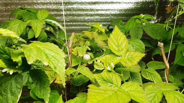 Мухи опылили клубнику !?!? Спектрометр-тест разных LED смотреть онлайн