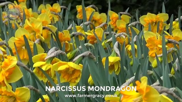 Narcissus 'Mondragon' - FarmerGracy.co.uk смотреть онлайн