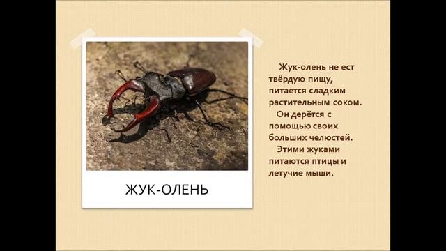 Презентация НАСЕКОМЫЕ смотреть онлайн