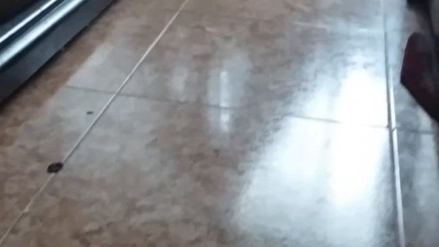 sharjah AL Khalidiah street смотреть онлайн