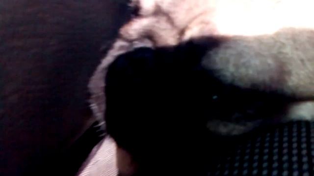 Щенок храпит. Вот прикол))) смотреть онлайн