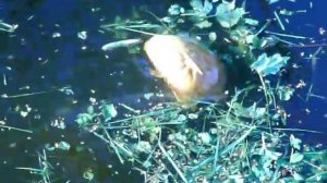 Разведение карпов в пруду. Разведение карпов.