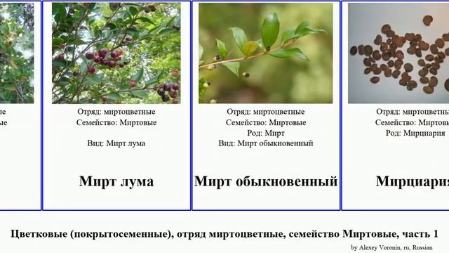 Цветковые (покрытосеменные), отряд миртоцветные, семейство Миртовые, часть 1 тонкосемянник Пимента смотреть онлайн