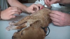 Remove mango worms from dog - Remove mango worms from dog skin Удалите манговых червей с кожи собак