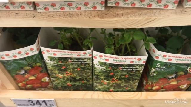 Рассада Земляники( клубники) в Оби и в Ашане. смотреть онлайн
