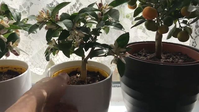 Growing Citrus indoors in the UK - Dwarf Meyer Lemons and Calamondin trees смотреть онлайн