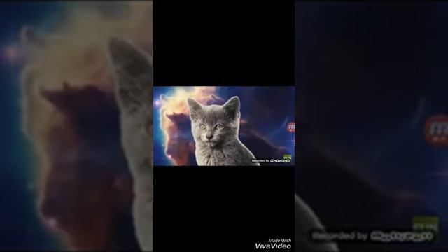 🎤Поющие коты 🎤 смотреть онлайн