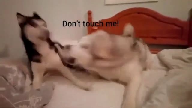 Cutest dog couple fighting смотреть онлайн