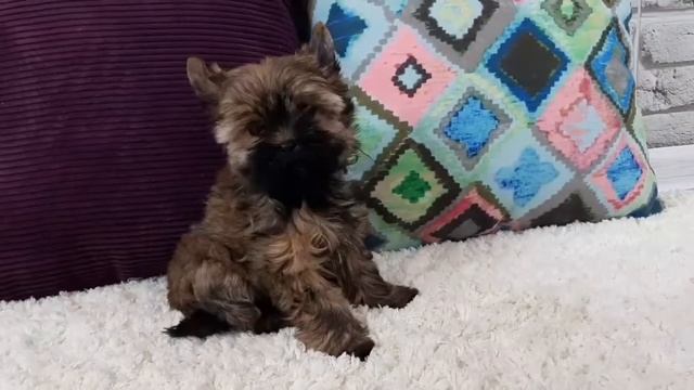 Цветной Йорк, 2,5 м , окрас ocean perl, питомник Снежное Королевство смотреть онлайн