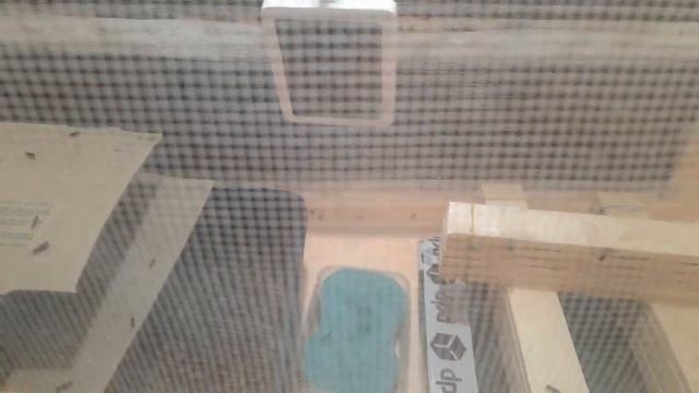 Выход мухи Чёрной львинки из куколки