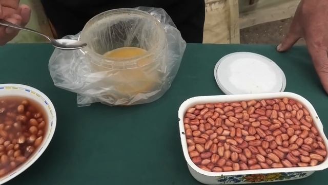 Выращивание арахиса. Отбор, замачивание и проращивание семян. Арахис Часть 1.