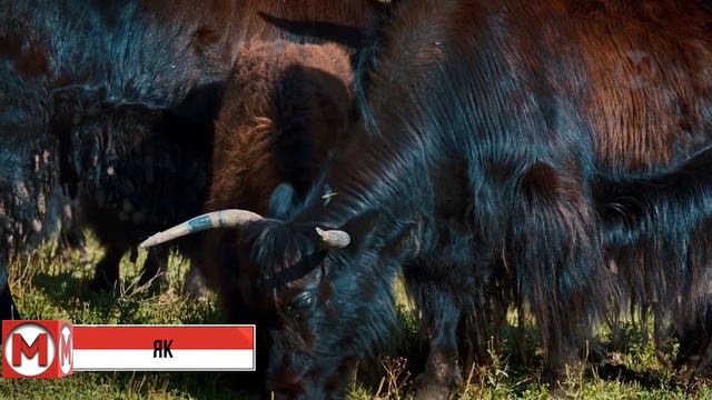 Эти Мамы Животных Сделали Все для Спасения Своих Детей смотреть онлайн