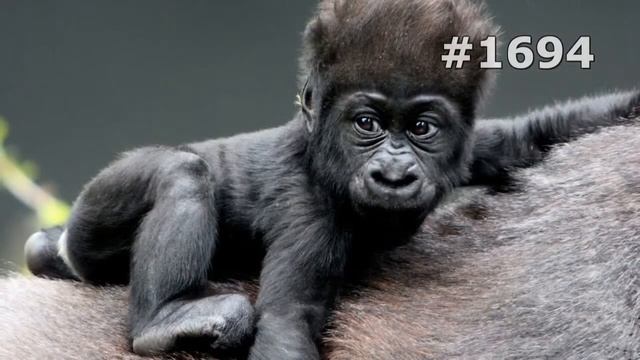 #1694. Обезьяны (В мире животных) смотреть онлайн