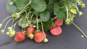 Флорида Фестиваль