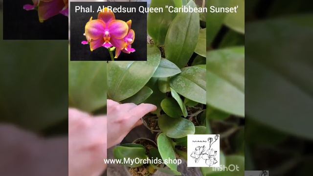 Phalaenopsis Al Redsun Queen 'Caribbean Sunset'