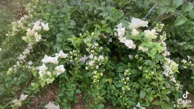 Hoa giấy trắng thái (bougainvillea) смотреть онлайн