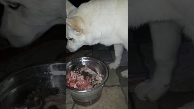 Что кушают наши собачки смотреть онлайн