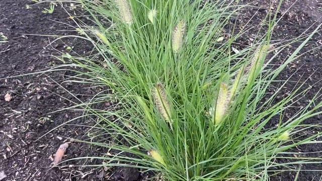Tas Boomkwekerij - Pennisetum 'Hameln