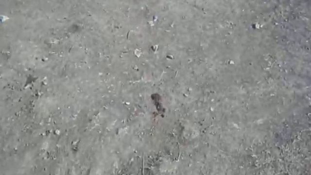 Сколопендра крымская. смотреть онлайн