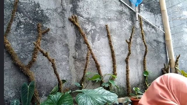 [VERTICAL GARDEN UNTUK BABIES PHILODENDRON] смотреть онлайн