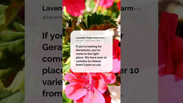 We Have The Citrosa Geraniums And Several Other Varieties Now At The Farm.