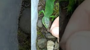 Кормление пыткой ящерицы червями