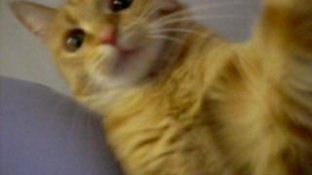 Кошка смотреть онлайн