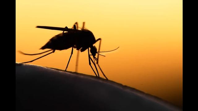 Руководство по Мастерству