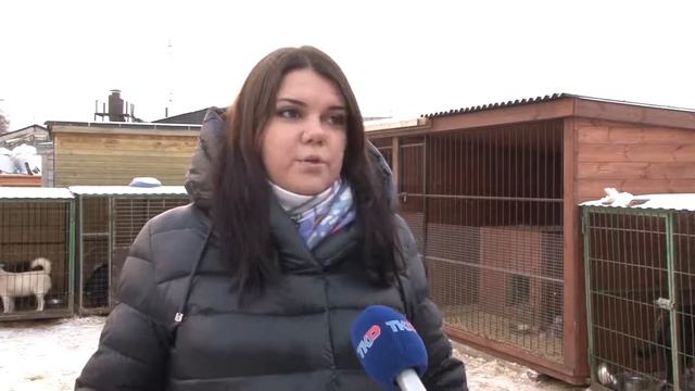 Животным в городских приютах требуется помощь смотреть онлайн