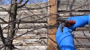 ОБРЕЗКА ВИШНИ. РЕКОМЕНДАЦИИ И ПРАВИЛА. ОСОБЕННОСТИ ВИШНИ.