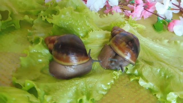 #АРХАХАТИНЫ ПУЛАЭРТИ или ВЕНТРИКОЗА ? СОНЕЧКА И МОНЕЧКА - 6 СМ#ПИТОМНИКМАРИМИСТИК#ПРОДАЮАХАТИНКУПЛЮ смотреть онлайн