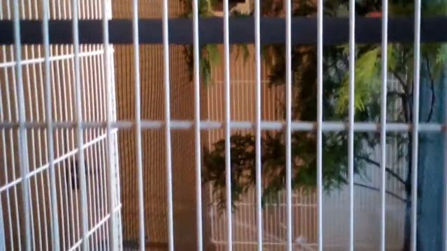 Вольер для пары золотистогрудых астрильдов смотреть онлайн