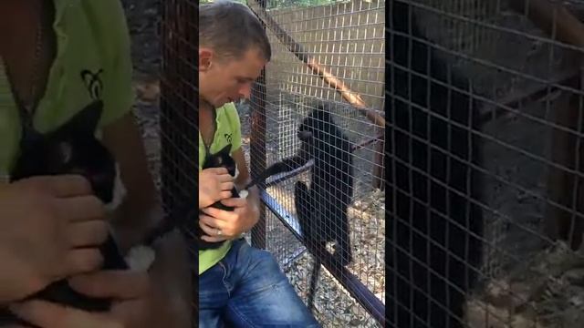 Черный мангобей и наша Ласка в контактном зоопарке Animal Park смотреть онлайн