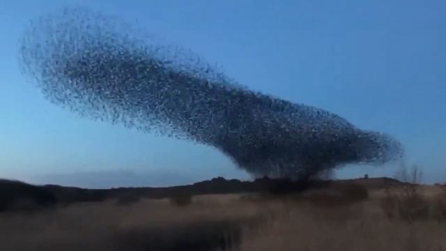 Мурмурация скворцов смотреть онлайн